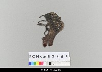 藏品(中國湖北皮影戲偶頭-生)的圖片